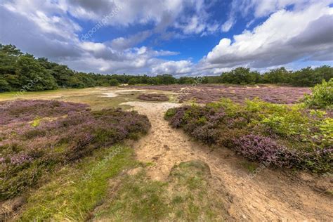 zeegse drenthe.